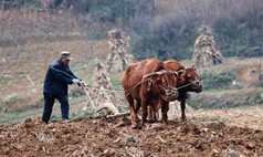 Dự báo dân gian cho năm Ất Tỵ 2025: "7 rồng trị thủy, 4 trâu cày ruộng, 9 người chia bánh" mang ý nghĩa gì?