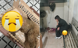 Vụ cún cưng của Châu Bùi mất khi bay ra Hà Nội: Chị ruột bức xúc lên tiếng, dịch vụ vận chuyển né tránh, khoá Fanpage