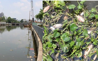 TP.HCM: Cá chết hàng loạt, kênh Nhiêu Lộc bốc mùi hôi thối