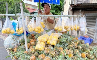 Dứa mini bé như quả trứng, ngày bán cả trăm cân