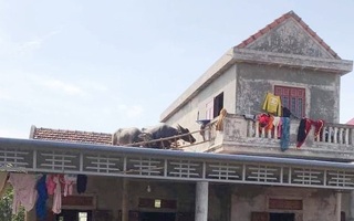 Lũ về khiến đàn trâu bất đắc dĩ phải bơi lên mái nhà, bây giờ lũ rút, chủ nhà "dở khóc dở cười" không biết đưa chúng xuống làm sao?