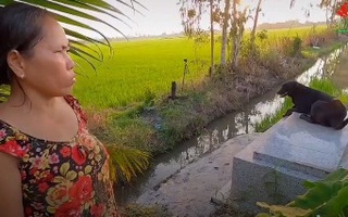 Kỳ lạ chuyện chú chó ở miền Tây quấn quýt bên mộ chủ suốt 3 năm không rời: "Ai cho nó đồ ăn nó cũng đem ra để trước mộ, trừ khi mưa thôi còn nắng ráo là cứ nằm đó"