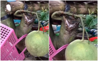Trái bưởi hiên ngang mọc từ gốc cây bị chặt trong vườn, dù bị ép oằn cả cuống vẫn to tròn căng mọng khiến ai cũng phát thèm