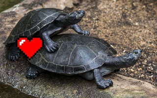10 sự thật thú vị về động vật hoang dã mà không phải ai cũng biết