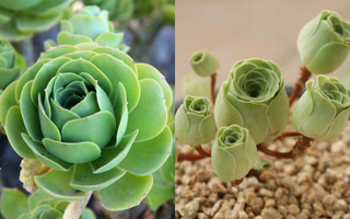 Hoa hồng mọng nước: Loài cây "như bước ra từ cổ tích" có gì thú vị mà khiến dân mạng chao đảo?
