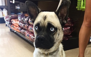 Hí hửng lai Pug với 17 giống chó khác, được ngay cái kết vừa thương vừa buồn... cười