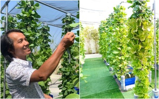 Khu vườn thẳng đứng xanh mướt rau sạch trên nóc chung cư ở TP. HCM