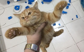 Thấy chủ nhân "sủng ái" mèo đồ chơi, "quàng thượng" ra tay phá ngay và cái kết cười ra nước mắt