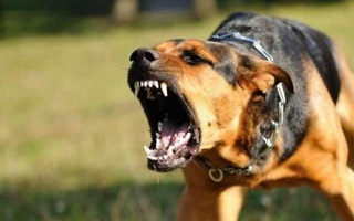 Bị chó cắn rách mặt, bệnh nhi 6 tuổi nhập viện trong tình trạng lo sợ, hoảng loạn