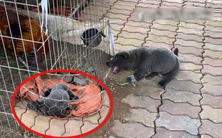 Idol Nguyễn Văn Dúi đi "cà khịa" bạn gà trống và cái kết không thể "đắng lòng" hơn!