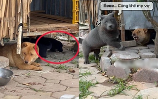 Lon ton đi tán gái, Idol Nguyễn Văn Dúi không ngờ gặp phải "phụ huynh" khó tính, đuổi cắn hung dữ khiến đại boss phải bỏ chạy thoát thân