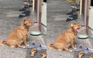 Đại boss tận dụng từng "khách hàng" của sen để kiếm ăn, ngày nào cũng đi "thu họ" đều đặn 