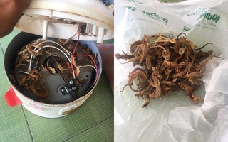 Tháo nồi cơm điện ra sửa, khổ chủ dở khóc dở cười chứng kiến cả nhà thạch sùng "thất tình tự tử đu dây điện"
