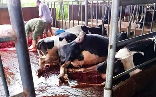 Bò sữa bị sét đánh chết la liệt trong chuồng