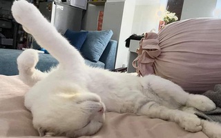 Từng bị gãy chân nên phải bó bột, "quàng thượng" trót thích nghi quá đà nên đã khỏi vẫn có dáng ngủ đầy hài hước
