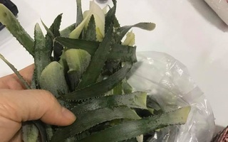 Chồng đi chợ mua lá nếp về cho vợ đồ xôi còn hí hửng khoe "người ta không lấy tiền vợ à", đến khi thấy sản phẩm ai nấy đều ngẩn người