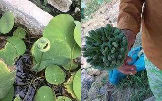 Mấy chục nồi bánh chưng mới biết có loại hạt sen dài như con sâu, dân tình nhìn xong rúm ró: "Sen thành tinh à?"