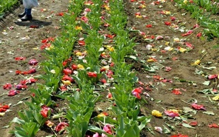 Thành phố Nhật Bản cày nát 800.000 bông tulip vì du khách đi ngắm hoa bất chấp lệnh phong tỏa