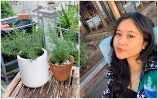 Nghe các "nông dân nhà phố" đích thực chia sẻ kinh nghiệm trồng cây hương thảo 10 cây sống cả 10 