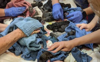 Mổ cấp cứu cho chó mẹ khó sinh, bác sĩ choáng váng trước cảnh tượng không thể diễn tả thành lời