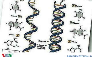 Tế bào nào dễ bị nhiễm virus SARS CoV-2 nhất?