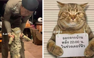 Chú mèo vi phạm lệnh giới nghiêm, dám lang thang ngoài đường sau 22h liền bị công an "hốt" ngay lên phường xử phạt