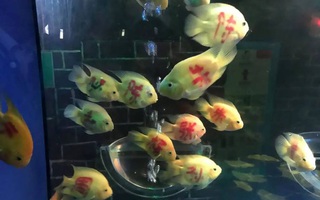Thấy đàn cá vàng kỳ lạ có chữ đỏ trên thân, cư dân mạng thích thú nhưng biết được sự thật phía sau thì đồng loạt lên án