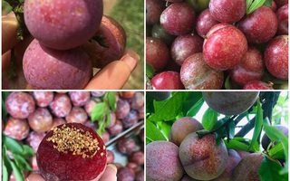 Mận hậu Sơn La đầu mùa bao to, giòn, ngon giá 100 ngàn/kg vẫn hút khách mua, bán online được vài chục kg/ngày