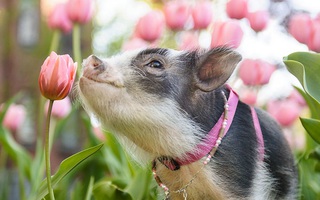 Bộ ảnh chú heo nhỏ dạo chơi giữa vườn hoa tulip khiến người xem muốn "lịm tim"