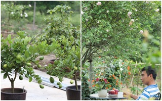 Hà Nội: Trồng chanh trong chậu cây nào cây nấy sai trĩu cành nhờ kinh nghiệm quý báu từ người đàn ông yêu làm vườn