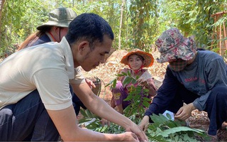 Kiếm tiền triệu mỗi ngày nhờ đặc sản “tôm rừng” Tây Nguyên