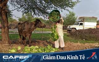 Nông dân ngậm ngùi nhổ bỏ rau do đứt chuỗi liên kết; dâu tây, xà lách phải đổ cho bò ăn vì Covid-19