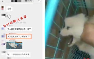 Không nuôi nổi chó con, người đàn ông quay clip hành hạ hòng bán lại với giá gốc, dân mạng lập tức quyên tiền để cứu con vật