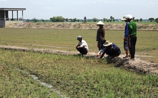 Nông dân ngồi khóc trên bờ ruộng vì lúa bất ngờ chết sạch