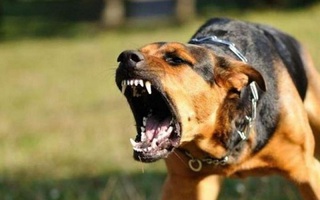 Nghệ An: Chó phát bệnh dại cắn liên tiếp 2 cháu nhỏ