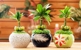 Những loại cây cảnh chỉ nghe tên đã thấy "có tiền", thích hợp khi đặt ở bàn làm việc