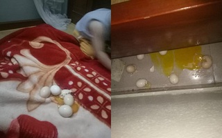 Đang trông con bỗng linh cảm điều bất thường, bà mẹ trẻ vội đi tìm thì bắt được cu cậu đang chơi trò ấp trứng, kết quả sau đó khiến mẹ “phát điên”
