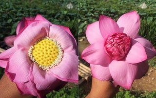 Chị bán hoa chia sẻ 7 bí quyết để chị em phân biệt cực nhanh giữa sen và quỳ để khỏi mua nhầm