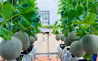 Gặp "siêu nhân" trồng dưa trên sân thượng, với kinh nghiệm trồng cây nào trĩu quả cây đó đáng ngưỡng mộ ở Sài Gòn