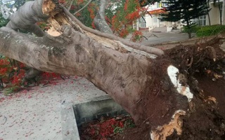 Thêm cây phượng vĩ cổ thụ trong trường học bật gốc trước giờ học sinh vào lớp