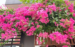 Từ gốc bị cưa cụt, sau 5 năm chăm sóc mẹ trẻ Hà Nội khiến ai đi qua cũng phải ngoái nhìn với giàn hoa giấy trước cổng