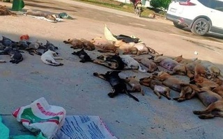 Chó mèo bị đánh bả chết “la liệt” trong đêm, dân vây bắt đôi nam nữ thủ phạm