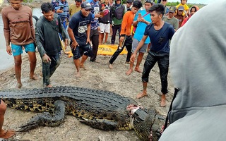 Mổ bụng cá sấu khổng lồ dài gần 6m, dân làng phát hoảng khi nhìn thấy cảnh tượng bên trong