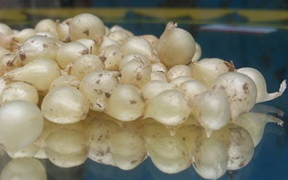 Củ nén là gì mà gia đình nào ở miền Trung cũng không thể thiếu, góp mặt trong đủ mọi món ăn?