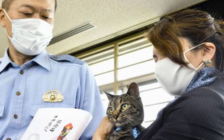 Phát hiện mèo hàng xóm có những hành động lạ lùng, người phụ nữ đi theo xem thử rồi may mắn cứu được một mạng người
