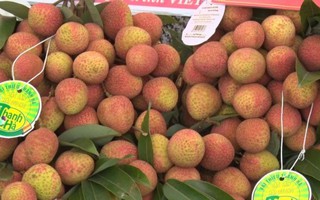 Chục nghìn tấn vải thiều bán hết bay dù chưa xuất hiện thương nhân Trung Quốc