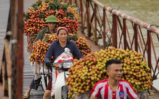Ảnh: Những người phụ nữ gồng mình chở hàng tạ vải chòng chành qua sông tại "thủ phủ" vải thiều lớn nhất cả nước