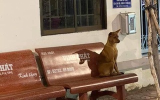 Bị lạc vì mải chơi cùng lũ mèo trong xóm, "cô chó" chạy thẳng vào đồn công an ở Vĩnh Long để nhờ sự trợ giúp