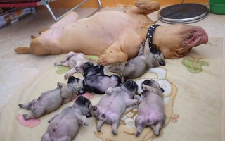 Chăm con thơ quá mệt, chó mẹ lăn ra ngủ khì, nhìn tướng ngủ tơ hơ của cả đàn dân mạng gật gù: "Đúng là con nhà tông!"