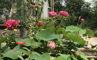 Kinh nghiệm trồng sen trong chậu với 8 loại từ sen quan âm đến sen cung đình khoe sắc tỏa hương của cô gái đảm ở Hải Dương